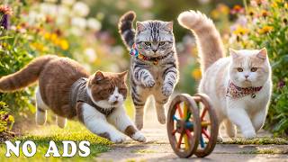 Gentle Calming Music for Cats 😻 Soft Melodies for Deep Rest & Calm Comfort 🐾 Cat TV & Sleep Aid screenshot 2