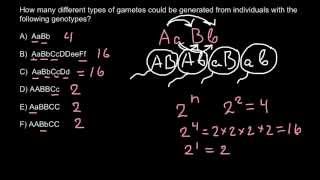 Gametes and genotypes simple formula for exam