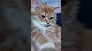 Download Lagu Cat dame you un grrr😼💥#foryou #edit #shorts #shortvideo MP3