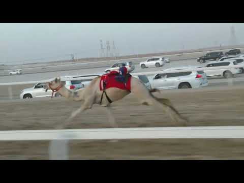 الشوط 3 الشاهنيه للسيد ساري الصغير العامري توقيت 02 09 