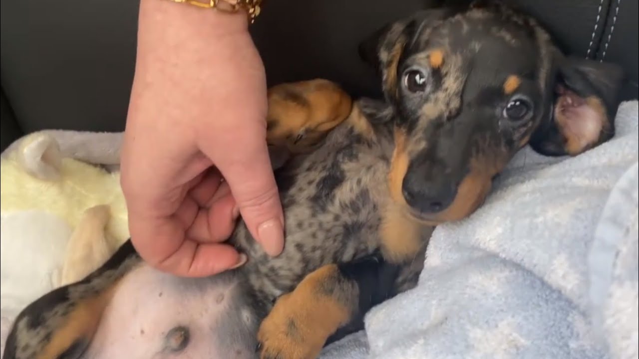 PICKING UP OUR NEW MINI DACHSHUND PUPPY & FIRST FEW DAYS VLOG - YouTube