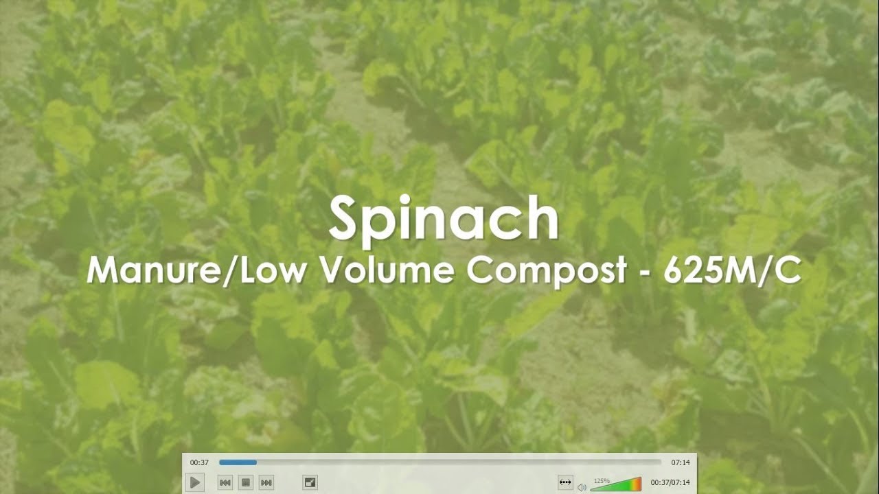 Spinach, Swiss Chard - Manure 625MC