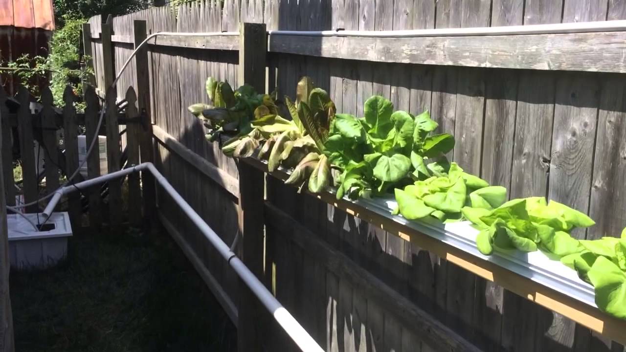 Backyard Hydroponics - CropKing NFT lettuce farm - YouTube
