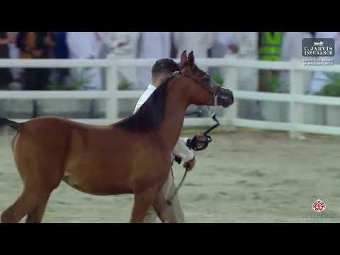 N 52 ALMAHA AL GHARAB KAHBS 2025 Kuwait AH Breeders Show Filly Foals Section D Class FFD