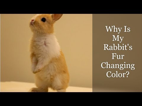 Why Is My Rabbit's Fur Changing Color?