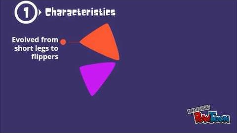 Flynn the Elephant Seal