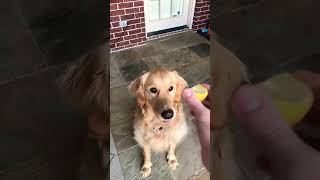 Giving my dog a lemon…