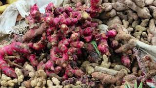How to Plant and Red Ginger Cultivation in the Land Open to Beginners