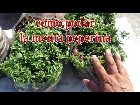 Video: Cómo cultivar albahaca en interiores (con imágenes)