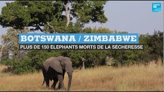 Botswana / Zimbabwe : plus de 150 éléphants sont morts, victimes de la sécheresse