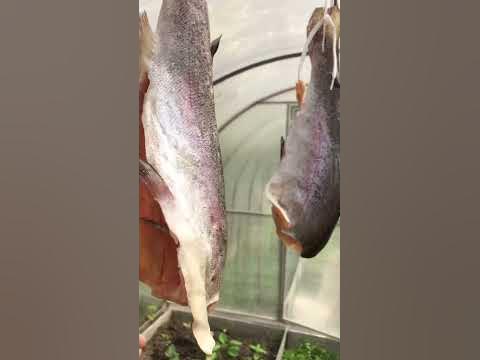 Форель холодного копчения - YouTube