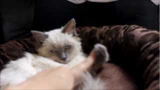 Lucys new bed -  Ragdoll Kitten by Christie C 993 views 11 years ago 2 minutes, 10 seconds