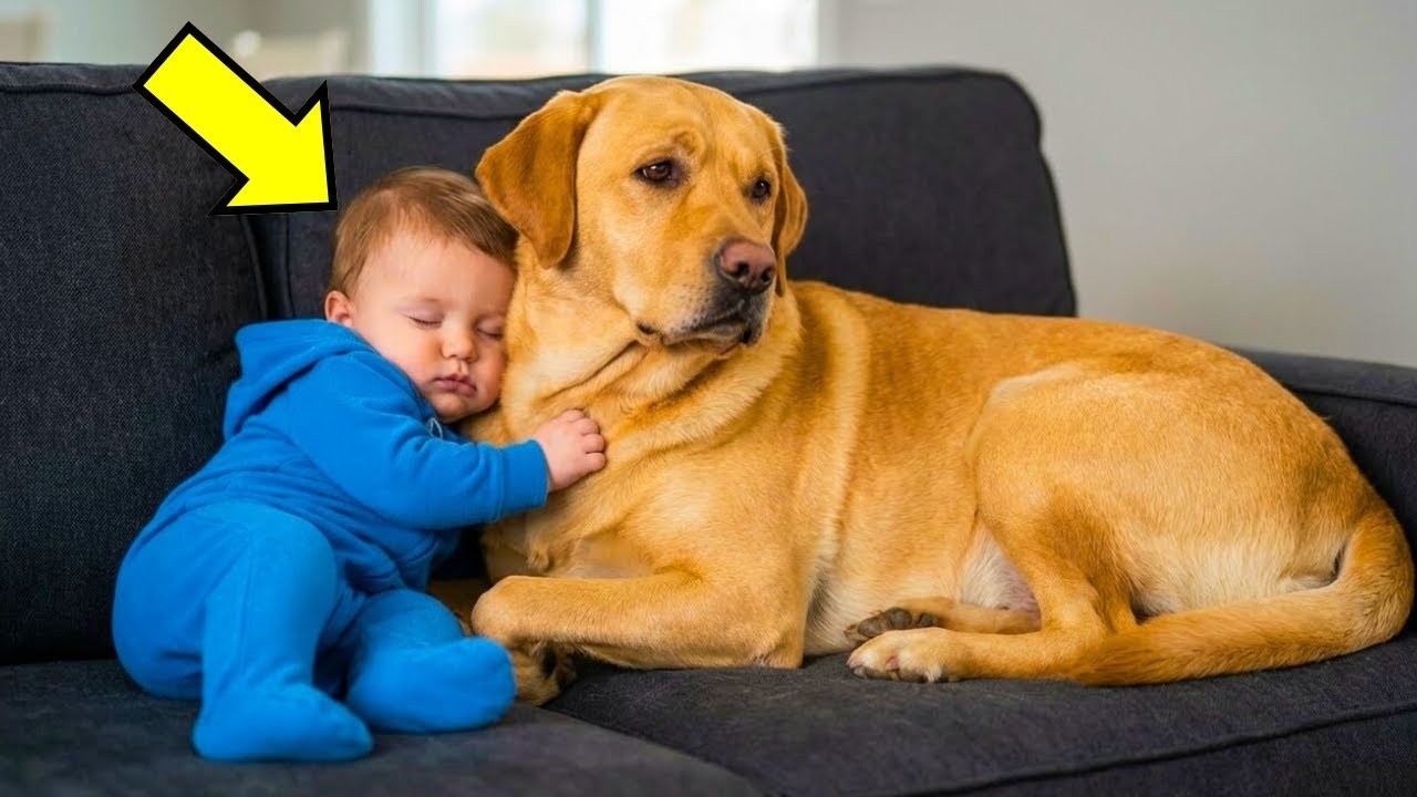 Baby schläft mit seinem Labrador – was 15 Minuten später passiert, wird Sie schockieren!!