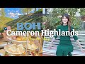 【Malaysia Cameron Highlands resorts】マレーシアの軽井沢「キャメロンハイランド」旅行！BOH teaアフタヌーンティーを堪能🍓