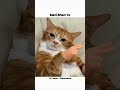 #cat #cute #fluffycats #funny