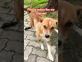 Dog # Bollywood song # hindi song # evergreen song # viral short # viral song # trending short #