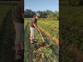 sayang. #trendingshorts #farming