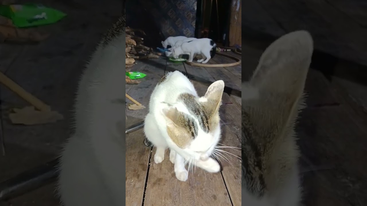 Time eating in my cat family 💚💚💚🌿😻 