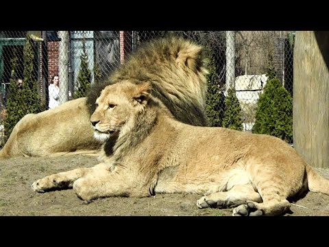 Lincoln Park Zoo Lion Pride Enrichment Feeding 3 3 Before 1 Year Old Cub Lomelok S Surgery On 3 5