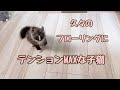 久々にフローリングを見た子猫は、テンション上がってこうなりました！