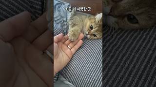 고양이는 왜 자는 장소를 자주 바꿀까?