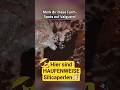Schneller farmen in ARK SA Valguero – 5 wichtige Spots🦕🗺️