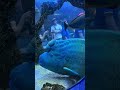 The Dallas World Aquarium