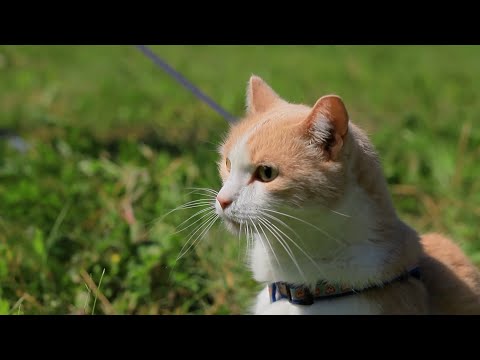 Видео: Как вывести кошку на прогулку