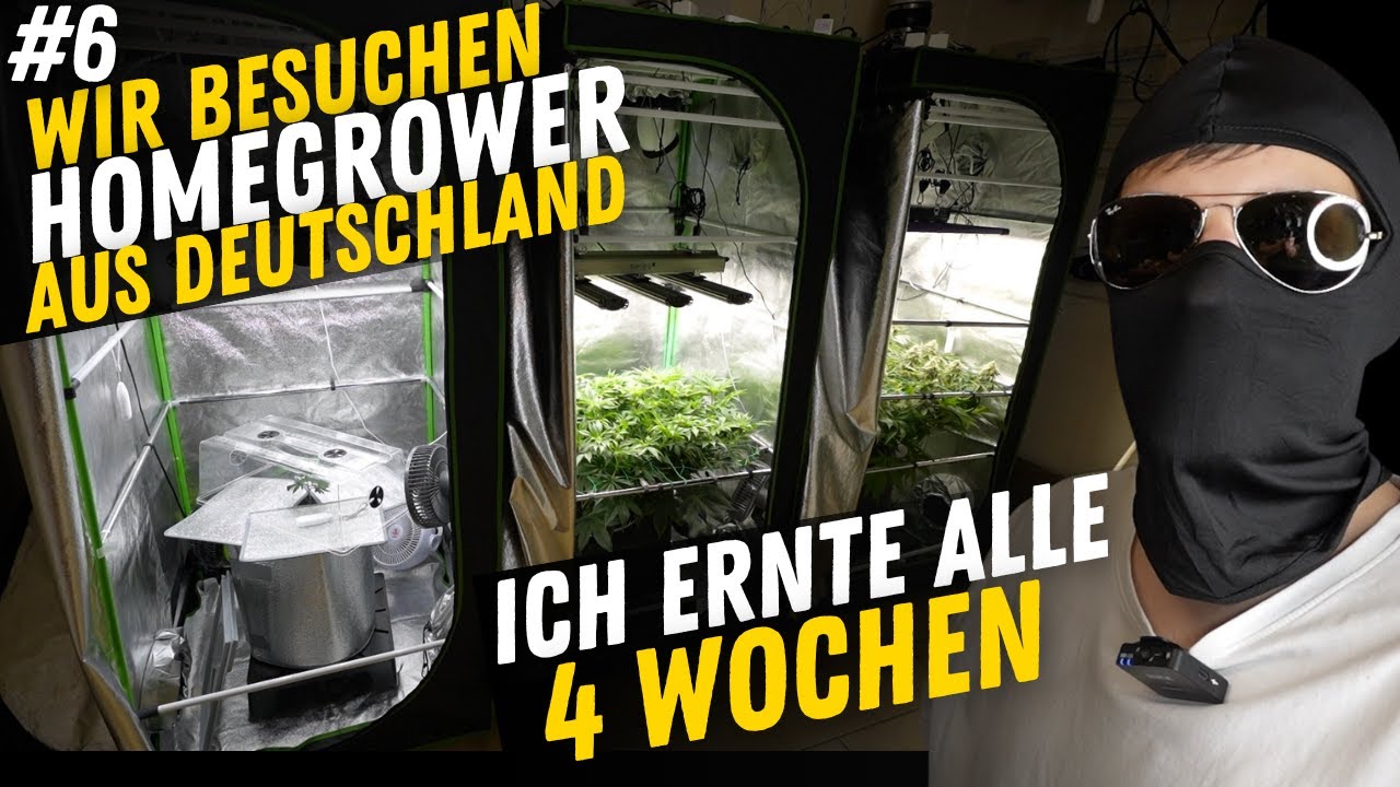 Wir besuchen Grower in ganz Deutschland – heute mit dem Perfektionisten, der alle 4 Wochen erntet #6
