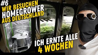 Wir besuchen Grower in ganz Deutschland – heute mit dem Perfektionisten, der alle 4 Wochen erntet #6