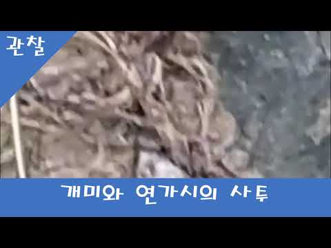 [라이프TV . Life TV] 개미와 연가시의 치열한 사투 - Fierce fighting between ants and love - قتال شرس بين النمل والحب