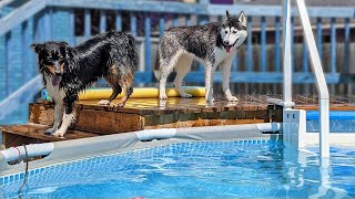 My Dogs Best Friend Comes to Play in the Pool