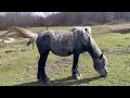 VASHKIVTSI KURYK SELLS HORSES AND EQUIPMENT 