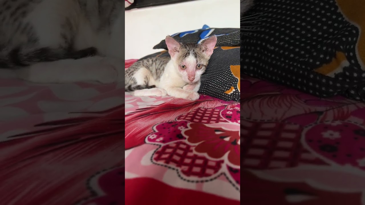 Healthy kitten playing with camera 😸❤️🥰