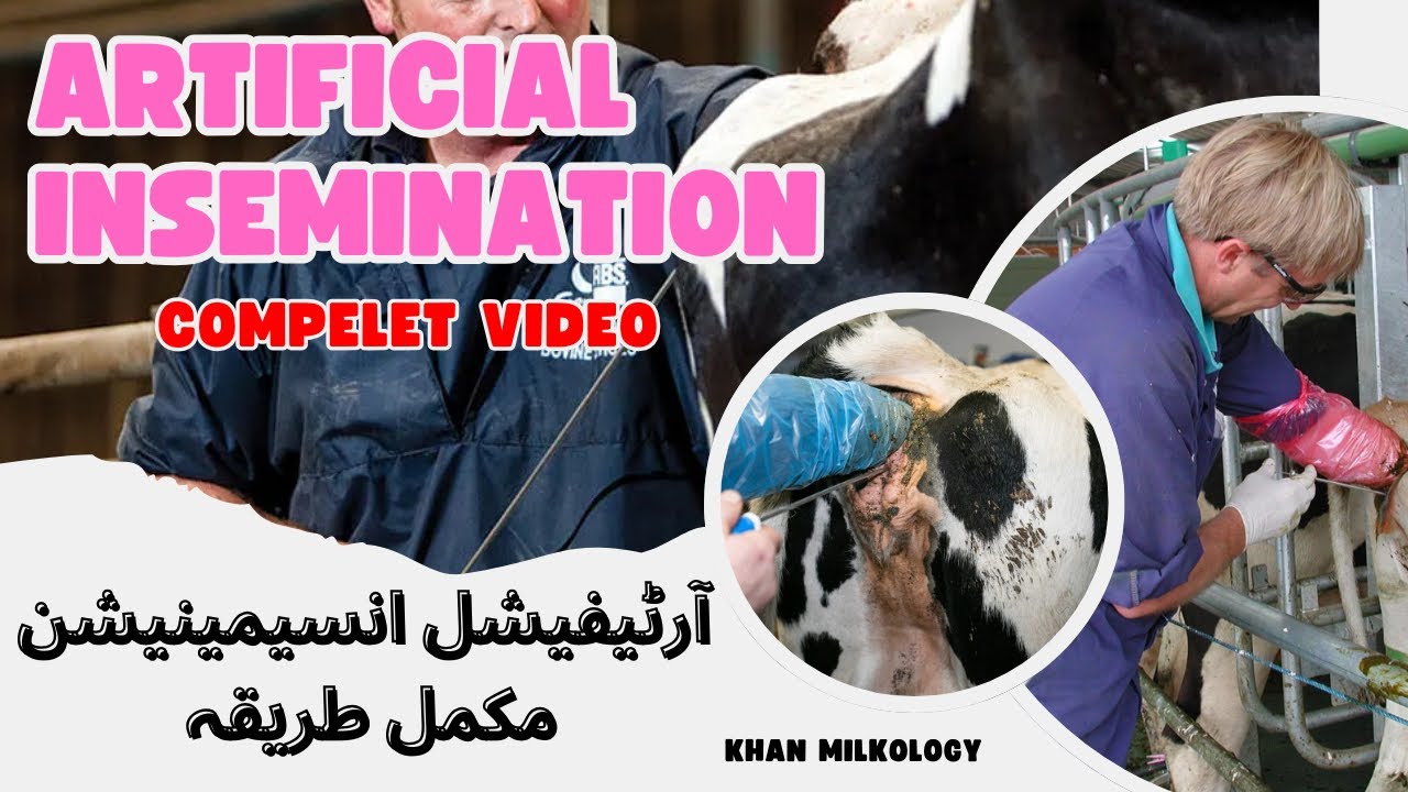Artificial insemination (AI) Full Video | How to do Artificial ...