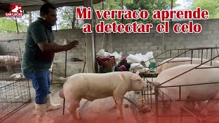How to teach first-time boars to mount | Recommendations | San Lucas Farm