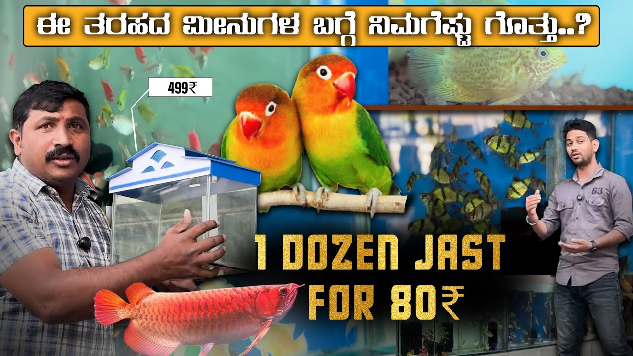 Aquarium Fish | 1 Dozne Jast  For 80₹ | ಈ ತರಹದ ಮೀನುಗಳ ಬಗ್ಗೆ ನಿಮಗೆಷ್ಟು ಗೊತ್ತು..? | @BABRUVIBES