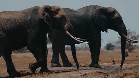 elephant walk || walking elephant || elephant video || elephant animation reference