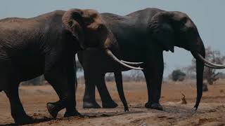 elephant walk || walking elephant || elephant video || elephant animation reference