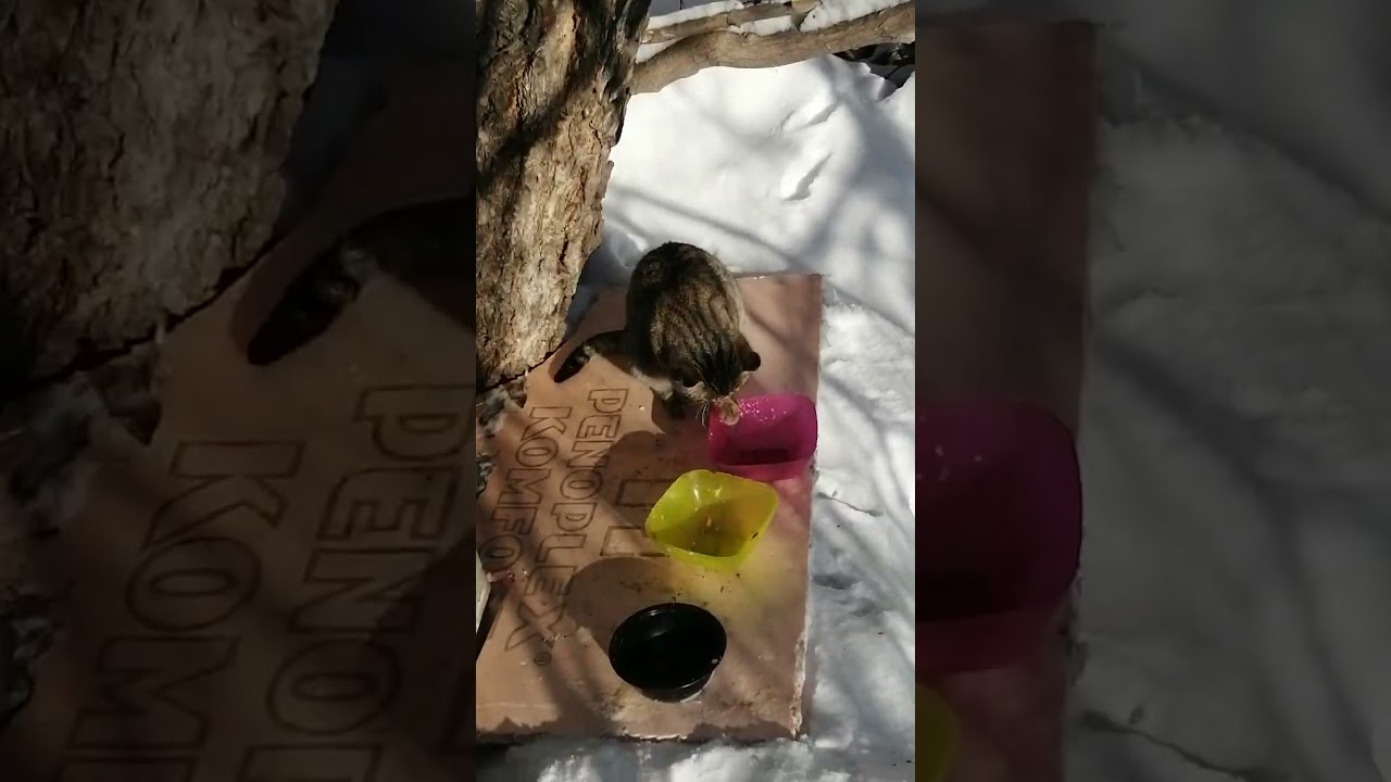 +1000р. Алексей Вячеславович Р. СПАСИБО!!! на Сбербанк 2202203654418625 Елена К. 5 февраля 2026г.