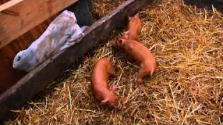 Kingbird Farm - Pastured Pigs (2 of 4) - Piglet Castration