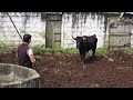 JAF - Danger Job - Face To Face With Bulls - Terceira Island - Azores - Portugal