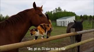 Horse offers cat a ride!