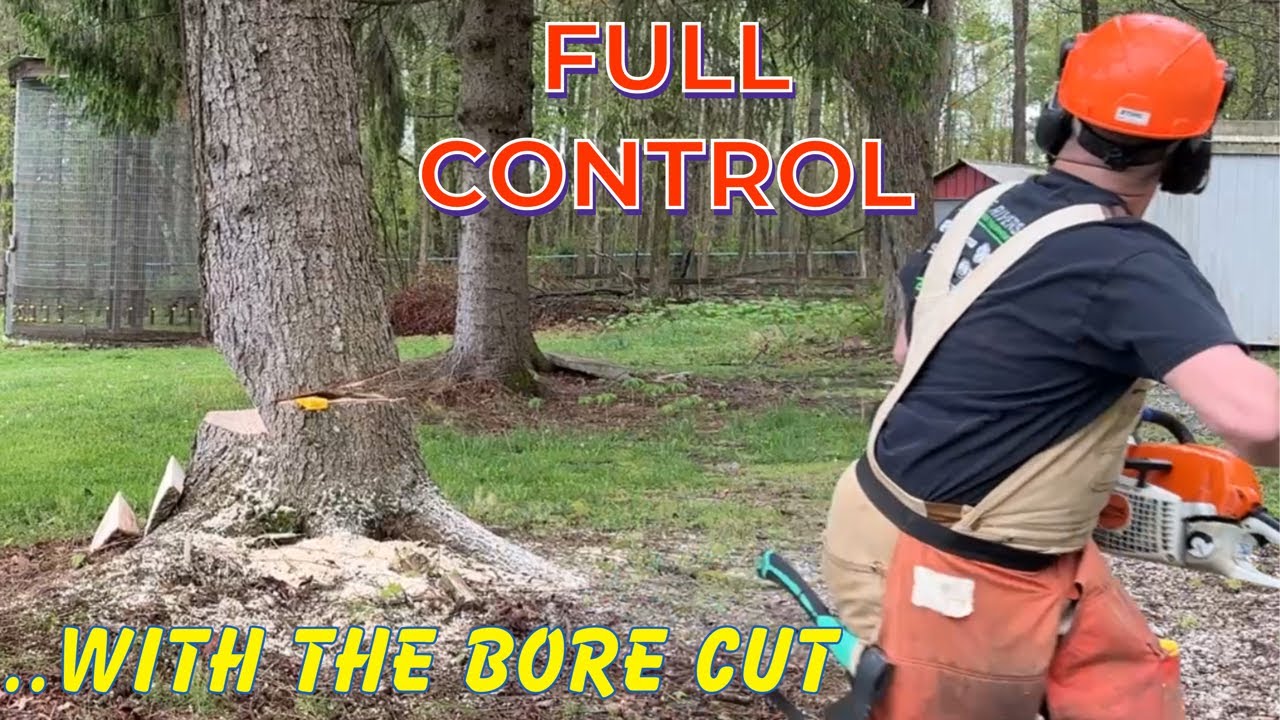 How I Safely Drop Big Trees (BORE CUT METHOD)