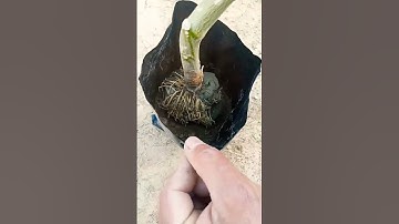 #How to #Care #Air #Layering in #Lemon & #Planted #Agriculture #Video #Viral #Shorts