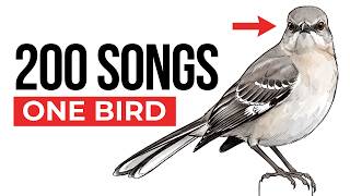 Why Your Mockingbird Can Copy 200 Different Sounds And What It s Actually Trying to Tell You
