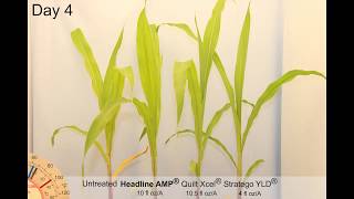 Fungicides Applied to V5 Corn with Heat and Drought Stress