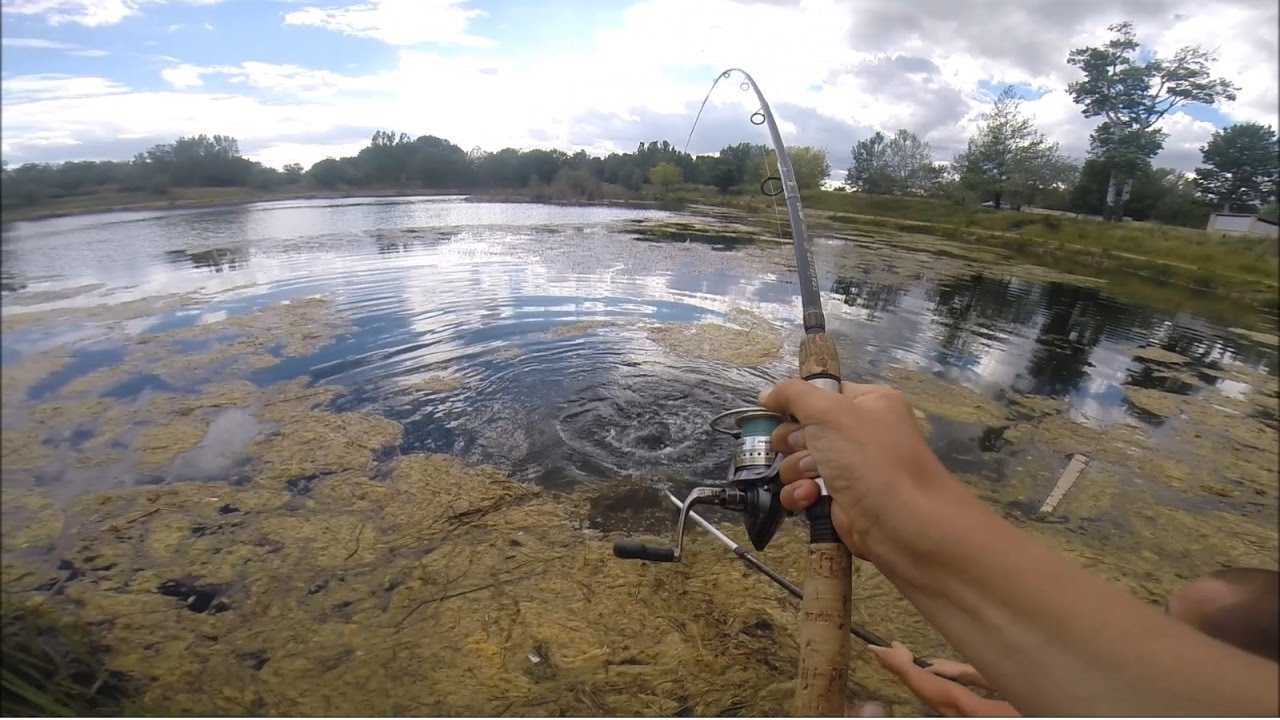 Multi Fish du bord [carpe,rotangle, perches et broc] - YouTube