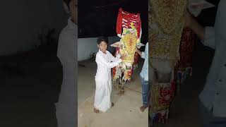 god bull in our valage