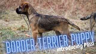 Border Terrier Puppy  Introducing Pössi